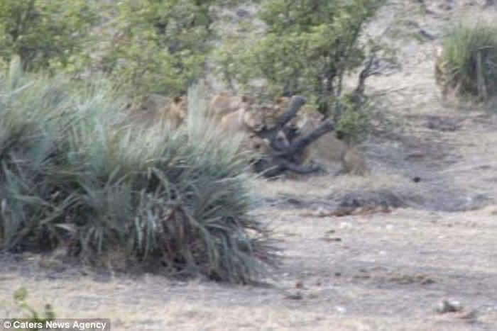 南非克鲁格国家公园一群水牛合力从狮群口中救出象宝宝