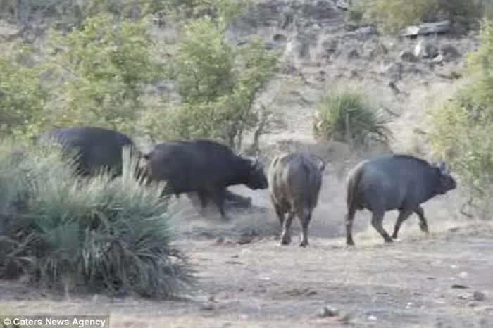 南非克鲁格国家公园一群水牛合力从狮群口中救出象宝宝