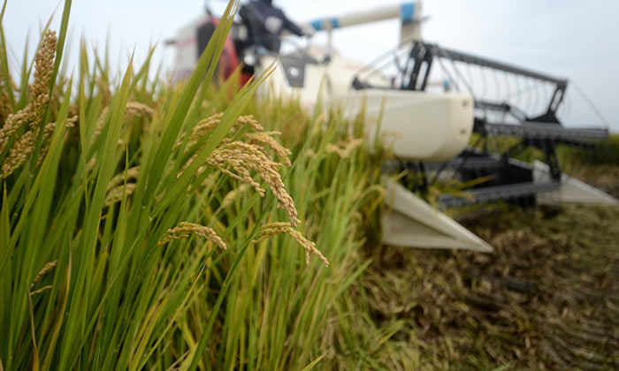 ���＼�������Ʒ�����������е��ƹ㣬�����й�����һ�����鼤�ҵĻ��⡣һЩũҵ����ר����Ϊ���������Ƿ��ԣ�����������������ũ����������ʹ�����＼����