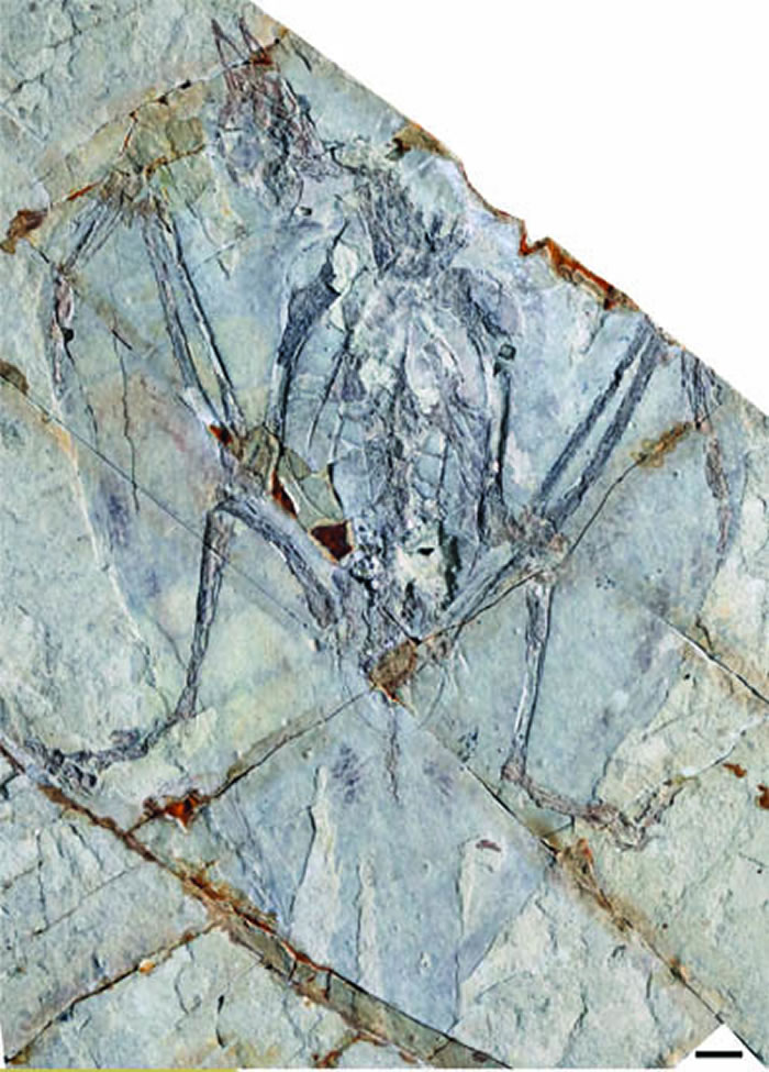 无牙古食种鸟(Eogranivora edentulata gen. et sp. nov)标本(STM35-3),比例尺1厘米。(邹晶梅供图)