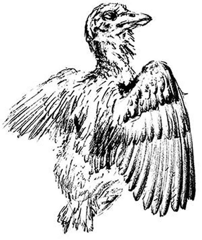 �����걾��������ͼ����ͼ�����ڴ