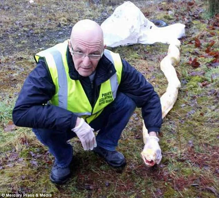 英国威尔斯4.2公尺巨蟒遭爆头穿肺惨死 疑是人类的报复