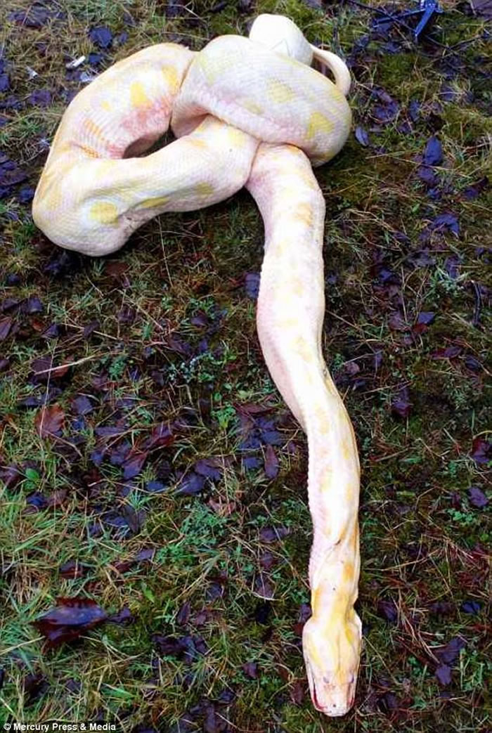 英国威尔斯4.2公尺巨蟒遭爆头穿肺惨死 疑是人类的报复