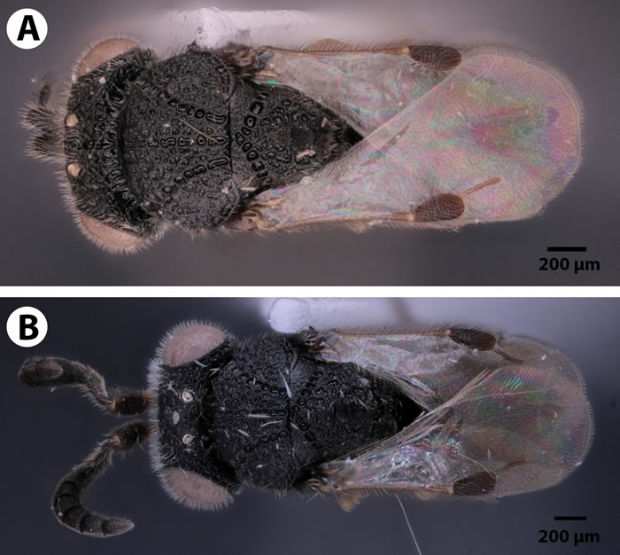 《生物多样性数据杂志》:昆虫学家发现背部有“锯”的寄生蜂Dendrocerus scutellaris