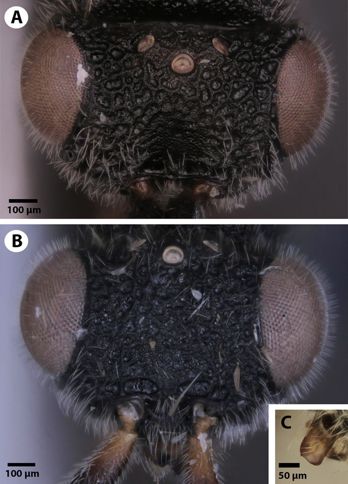 《生物多样性数据杂志》:昆虫学家发现背部有“锯”的寄生蜂Dendrocerus scutellaris