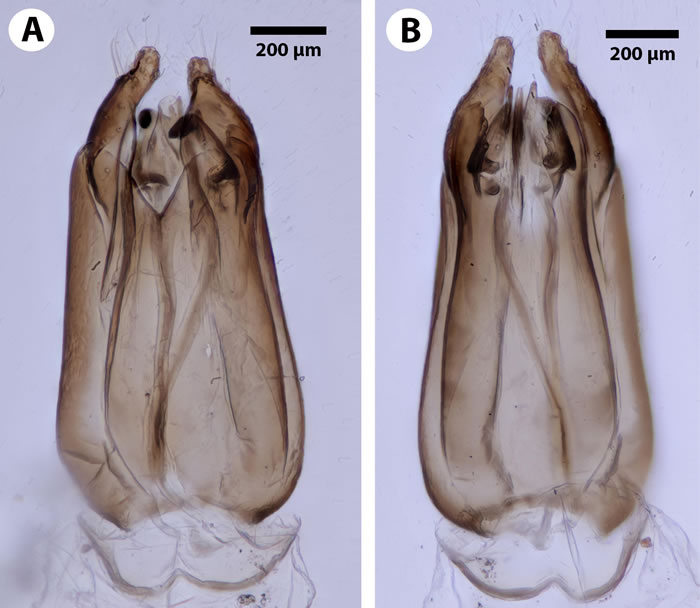 《生物多样性数据杂志》:昆虫学家发现背部有“锯”的寄生蜂Dendrocerus scutellaris