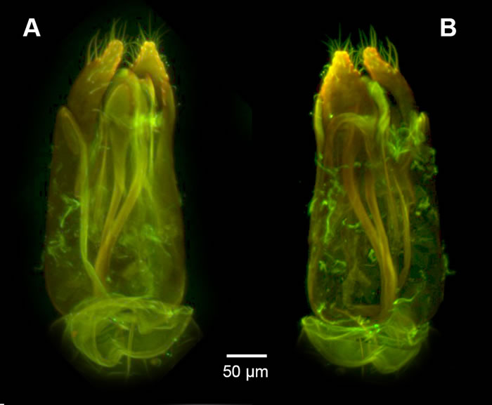 《生物多样性数据杂志》:昆虫学家发现背部有“锯”的寄生蜂Dendrocerus scutellaris
