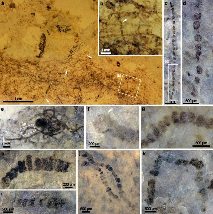 新元古代早期刘老碑组中具异形胞蓝藻化石。图a为保存在岩石手标本表面,主要由大型安徽丝藻(箭头所指)构成的肉眼可见的微生物席。图f中箭头所示为厚壁孢子