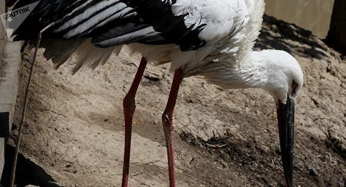 ����˹���й�ѧ�߽��԰��¶����������ͳ�ƺ�����Զ����