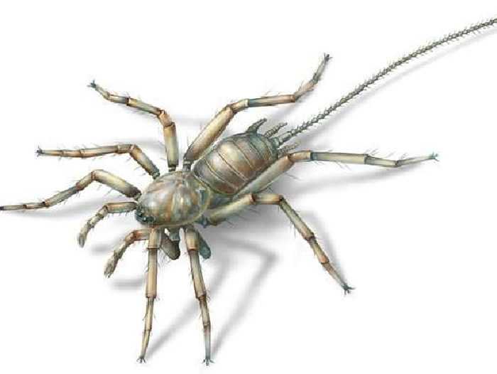 1亿年前缅甸琥珀中的“怪物蜘蛛”——应氏奇美拉蛛