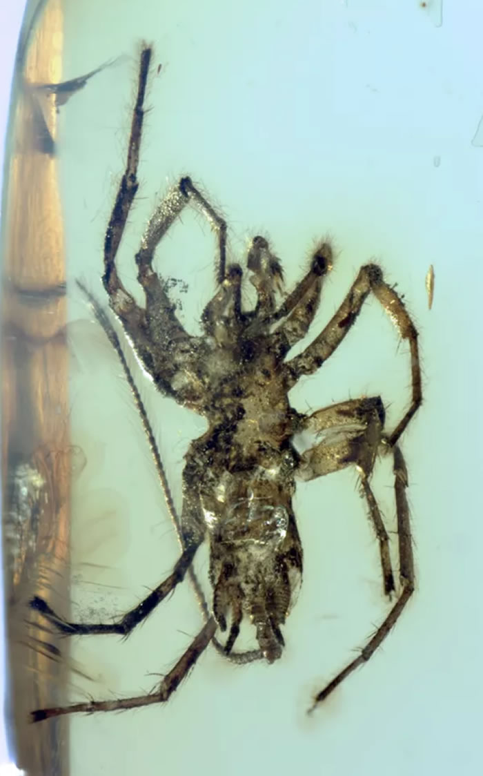 1亿年前缅甸琥珀中的“怪物蜘蛛”——应氏奇美拉蛛