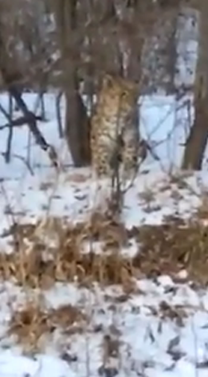 俄罗斯滨海边疆区过路汽车记录仪拍到地球上最稀有的猫科动物——“Leo 69F”豹子