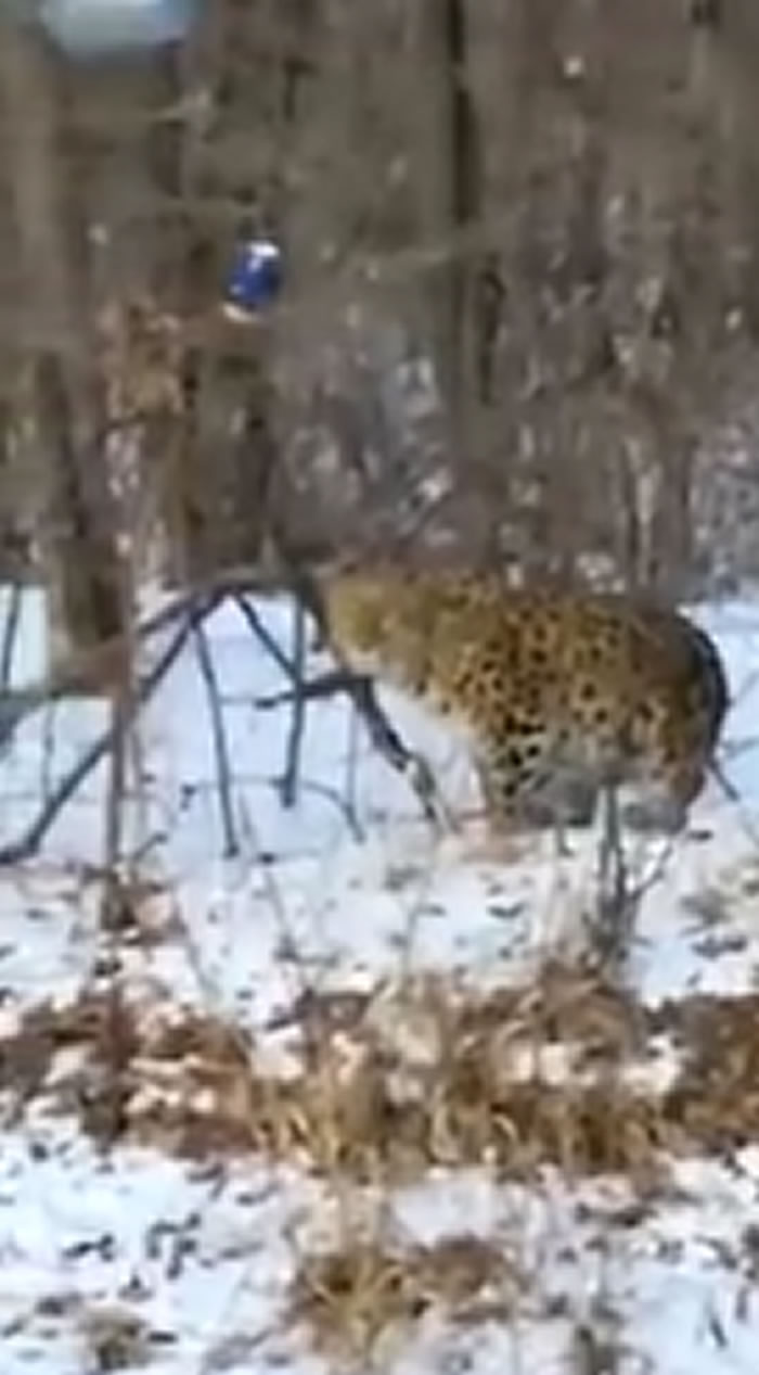 俄罗斯滨海边疆区过路汽车记录仪拍到地球上最稀有的猫科动物——“Leo 69F”豹子