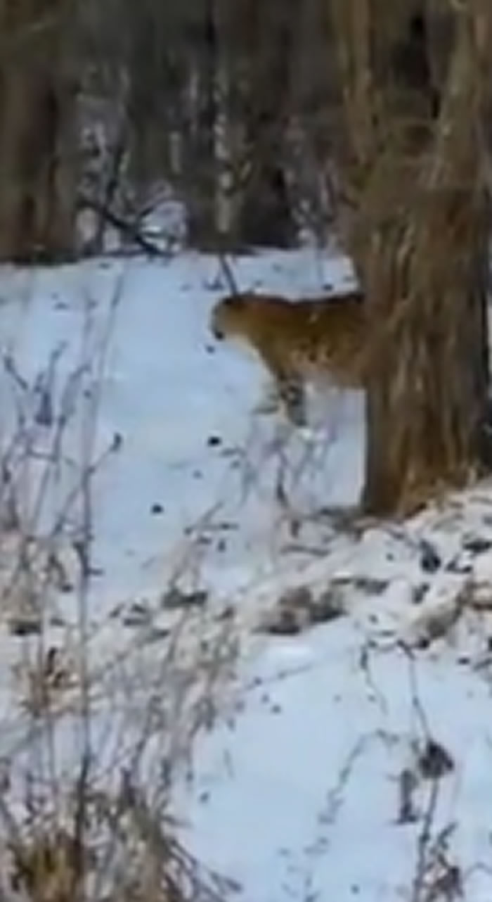 俄罗斯滨海边疆区过路汽车记录仪拍到地球上最稀有的猫科动物——“Leo 69F”豹子