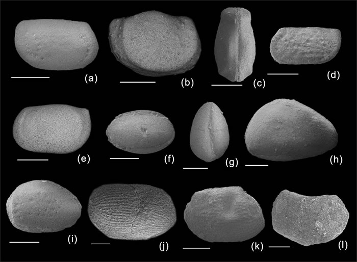 西准噶尔晚泥盆世洪古勒楞组常见介形类的代表分子