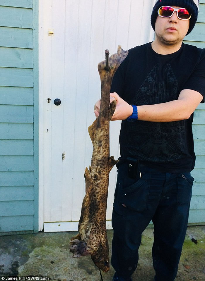 Ӣ�����ؿ��������Լһ�԰����һֻ����