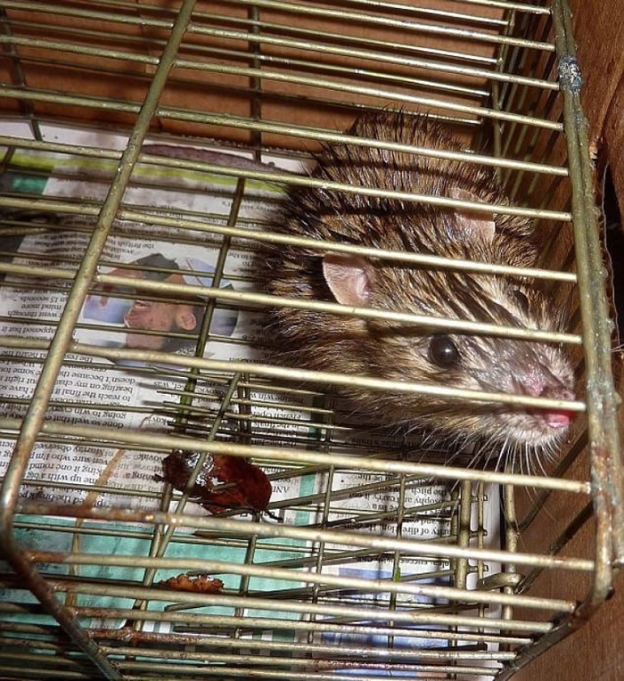 去年冬季气温下降,迫使更多老鼠改变生活形态。