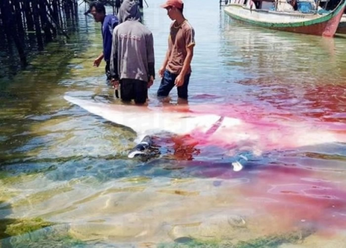 ɳڲɱΣ􄡢ħ㼰 ѪȾ캣