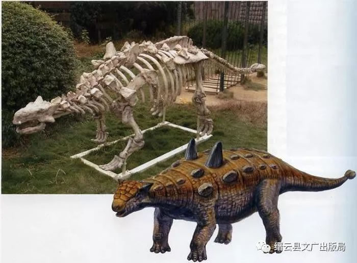 缙云恐龙正式定名为“中国缙云甲龙”