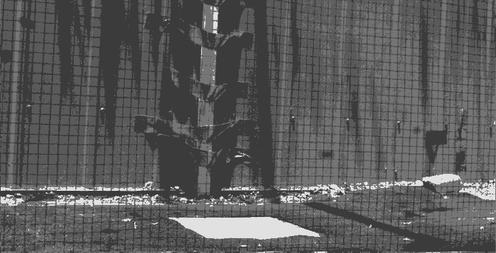 虽然其貌不扬,但鸡也算是远古时期统治地球大陆的恐龙近亲了。