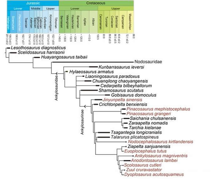 йƼJinyunpelta sinensisϵͳλãɫʾΪβļࡣ