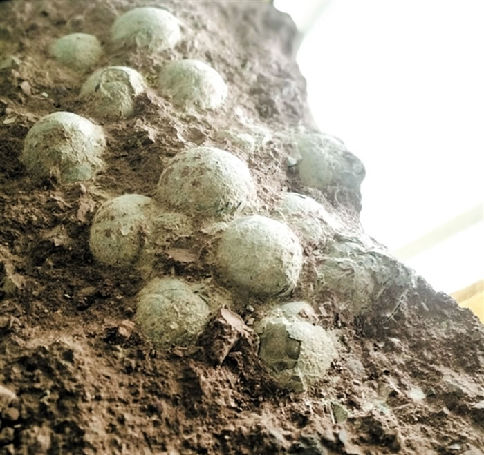 这一窝恐龙蛋化石保存得十分完整 金羊网记者 王磊 摄