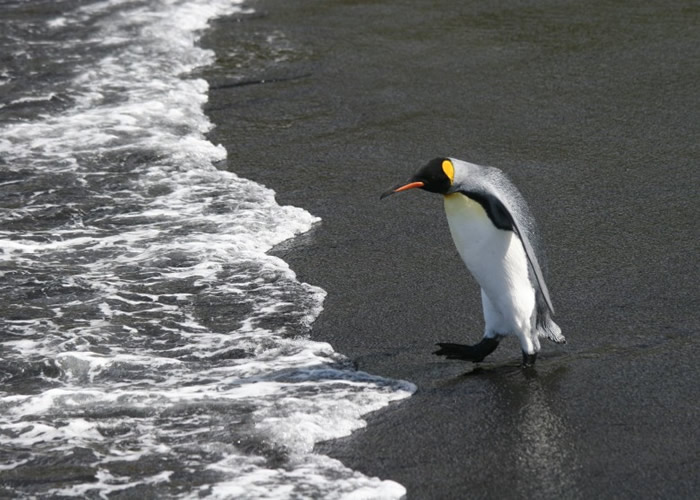 ��������辭��Զ�볲ѨѰ��ʳ�
