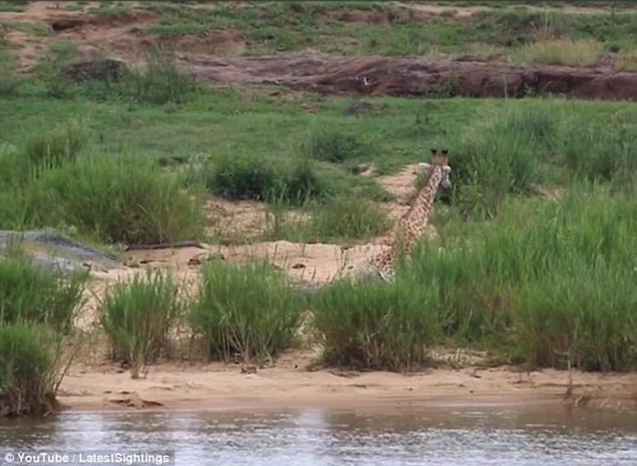 南非长颈鹿遭鳄鱼袭击脚部受重伤 最终惨遭数只狮子吃掉