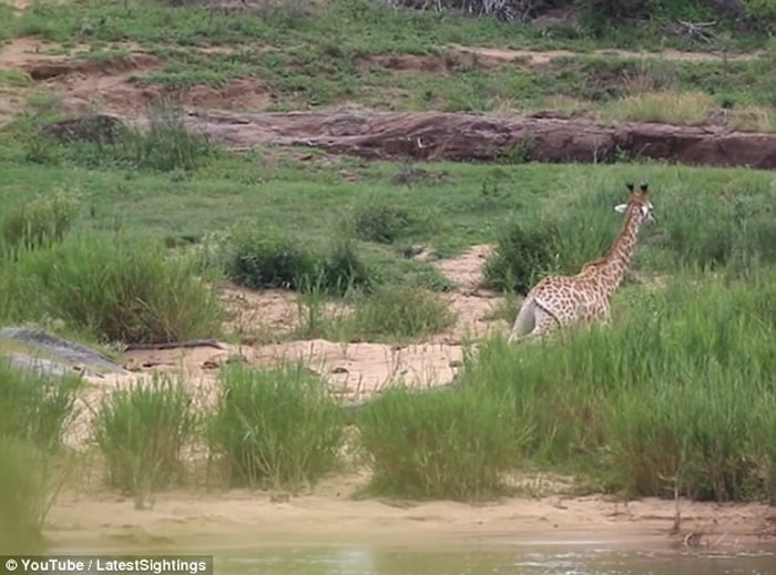 南非长颈鹿遭鳄鱼袭击脚部受重伤 最终惨遭数只狮子吃掉