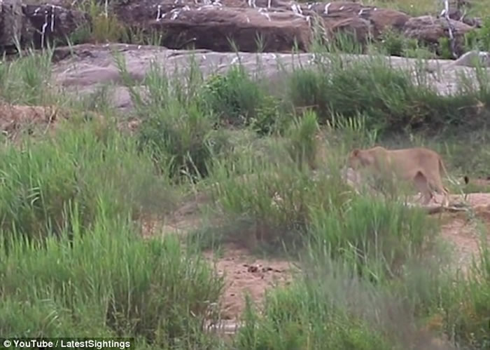 南非长颈鹿遭鳄鱼袭击脚部受重伤 最终惨遭数只狮子吃掉