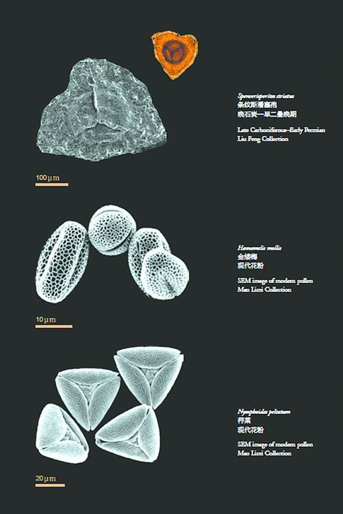 显微镜下的孢粉