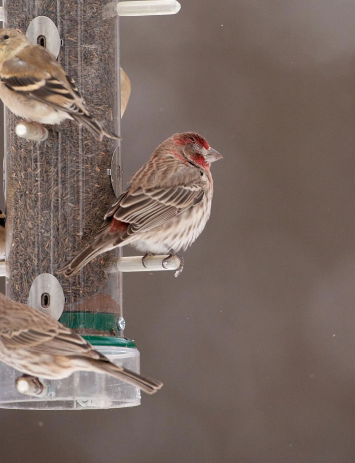 家雀研究揭示免疫系统如何驱动更强病原体的演化