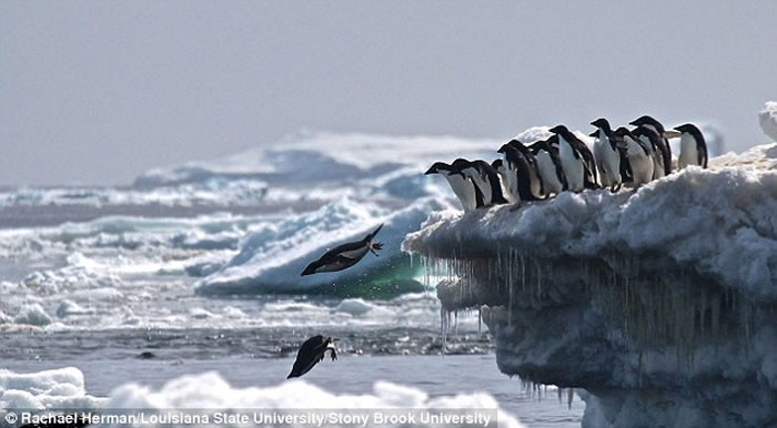 �ϼ��޵���Ⱥ������������Ⱥ 150����ֻ���������