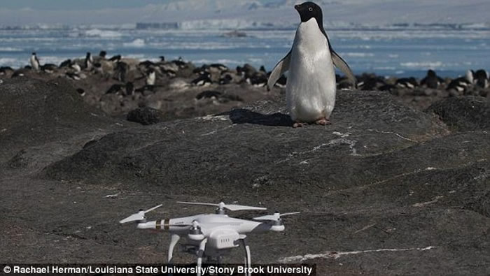 �ϼ��޵���Ⱥ������������Ⱥ 150����ֻ���������