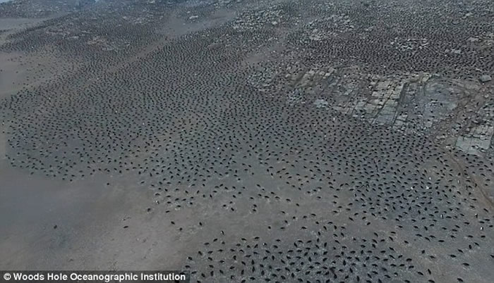 �ϼ��޵���Ⱥ������������Ⱥ 150����ֻ���������