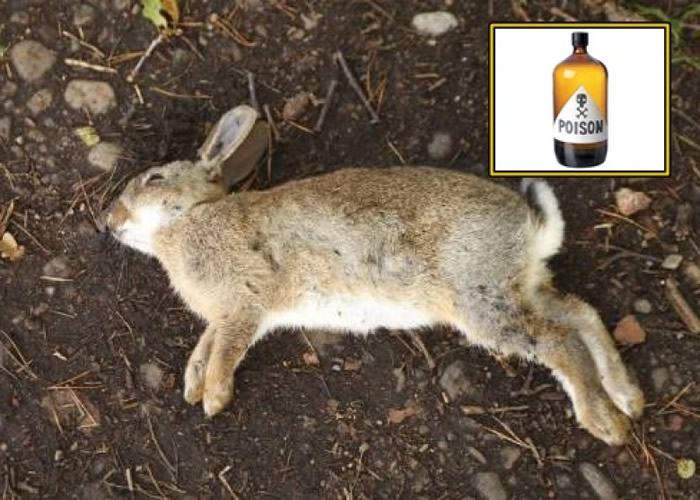 RHDV1-K5������Ӱ���������ࡣ