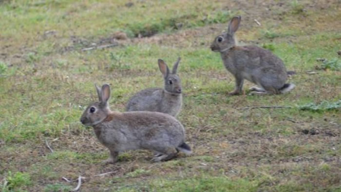 ������Ұ������Ϊ����