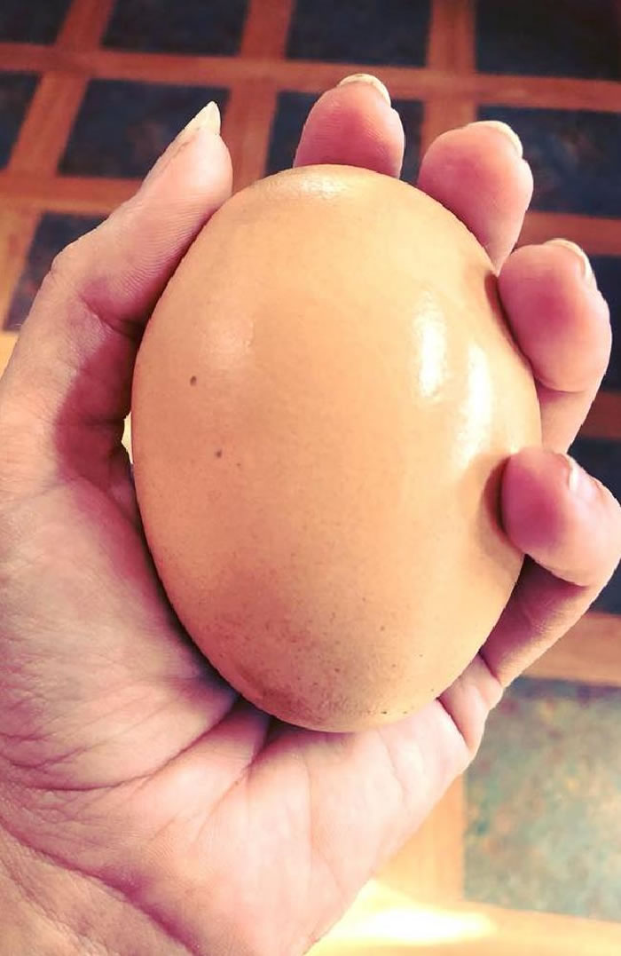 ������ʿ���޴󼦵����ƺ������Ȼ����һ���������ǵļ���