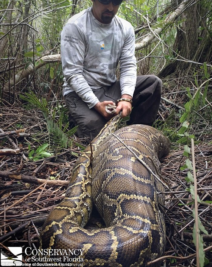 美国佛罗里达州首次发现具有攻击性的缅甸巨蟒 吞下整只幼鹿
