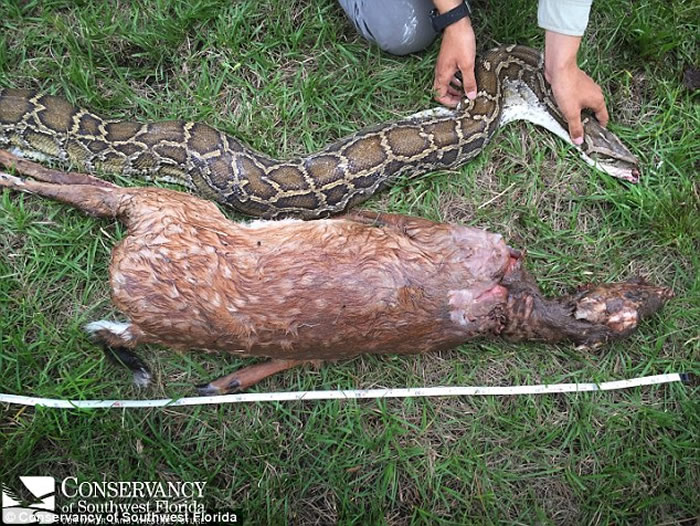 美国佛罗里达州首次发现具有攻击性的缅甸巨蟒 吞下整只幼鹿