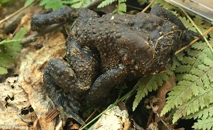 ���������Ҹ���ɭ�ַ���û��ͷ�ĳ������ ��Ȼ��úúõ�