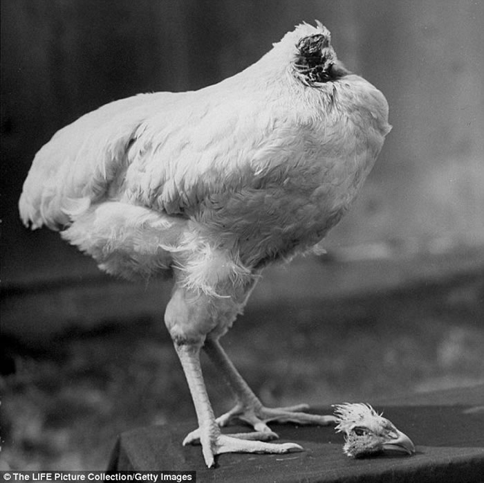 1945����������������һֻ��ͷ�������18����