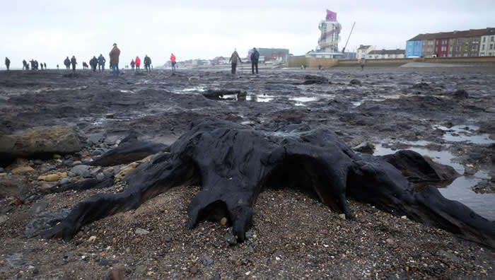 �籩����Ӣ���׵¿��к�̲����7000��ǰʯ��ɭ��