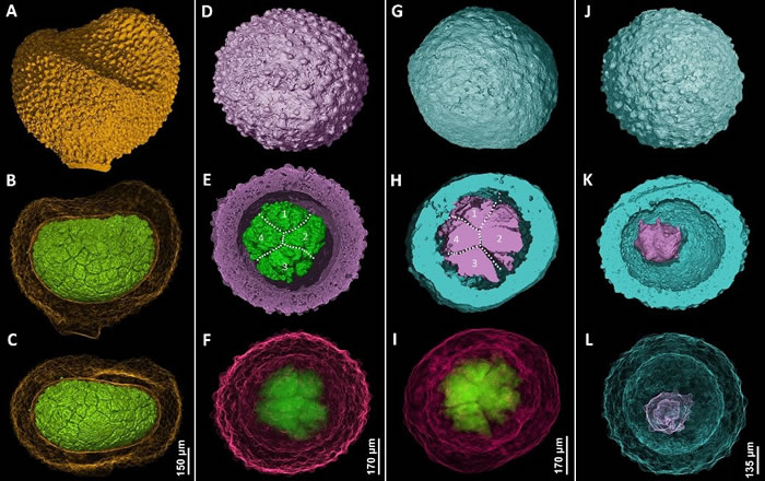 寒武纪早期宽川铺生物群中的古球蛋(显微CT数据)