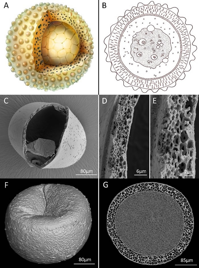 古球蛋艺术重建(A)以及现代水生无脊椎动物休眠卵囊包显微结构(B-G)