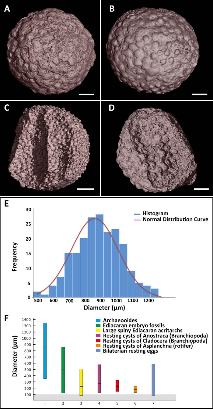 古球蛋表面装饰(A-D)、直径(E)以及各种化石和现代动物休眠胚胎直径统计(F)