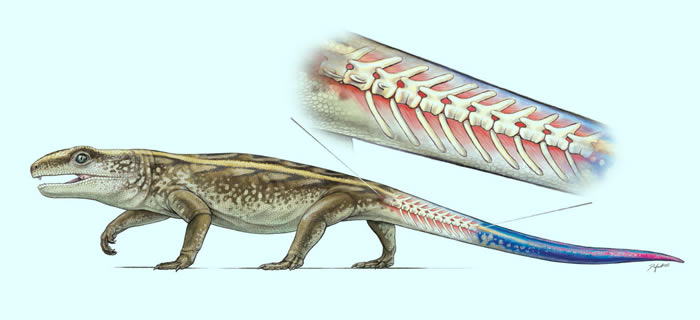 2.89亿年前“大鼻龙”研究发现爬行动物断尾求生行为的最古老化石记录
