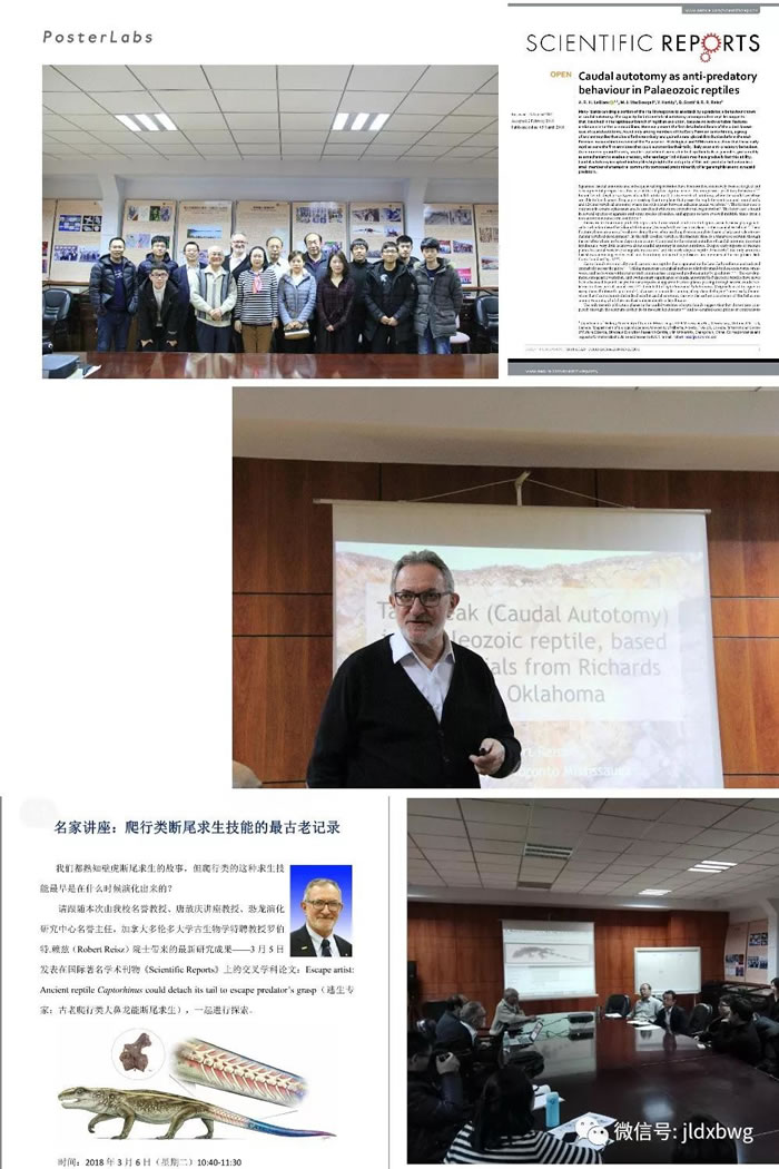 2.89亿年前“大鼻龙”研究发现爬行动物断尾求生行为的最古老化石记录