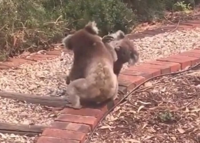 �����ϲ�������һ��������������ż���ݺ���ˤ�Ǵ�ս