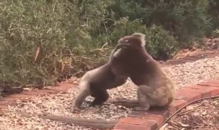 ����һ�����������̶��򶷣������ٻ�����ż����ͻ��